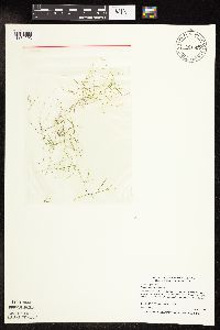 Potamogeton vaseyi image