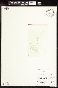 Potamogeton vaseyi image