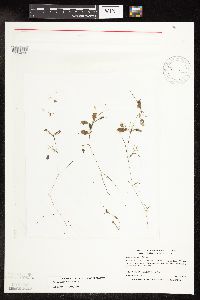 Potamogeton vaseyi image