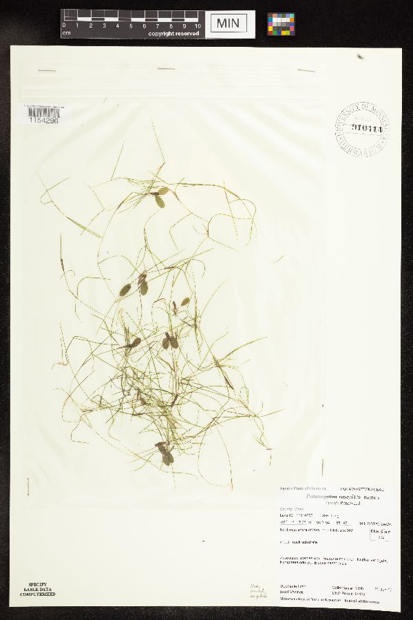 Potamogeton vaseyi image