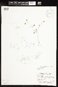 Potamogeton vaseyi image