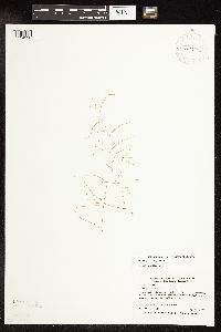 Potamogeton vaseyi image