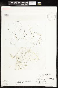 Potamogeton vaseyi image