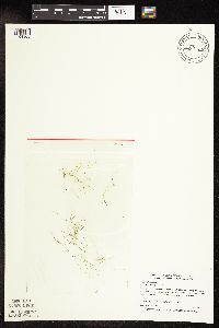 Potamogeton vaseyi image