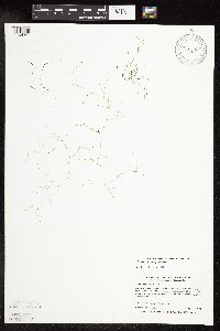 Potamogeton vaseyi image