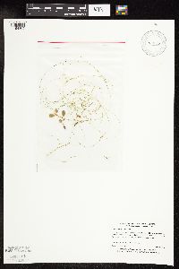 Potamogeton vaseyi image