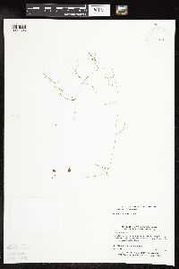 Potamogeton vaseyi image