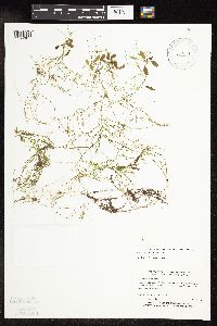 Potamogeton vaseyi image