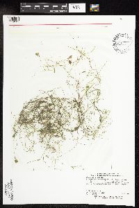 Potamogeton vaseyi image