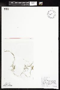 Potamogeton vaseyi image