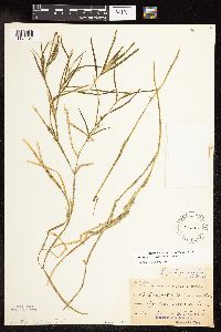 Potamogeton zosteriformis image