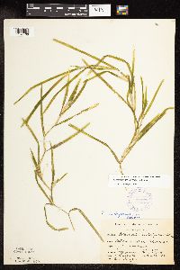 Potamogeton zosteriformis image