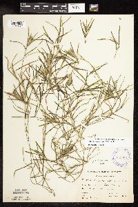 Potamogeton zosteriformis image