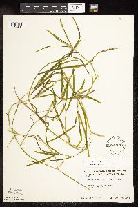 Potamogeton zosteriformis image