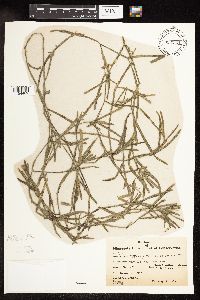 Potamogeton zosteriformis image