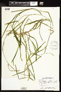 Potamogeton zosteriformis image