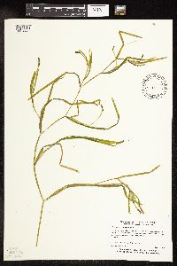 Potamogeton zosteriformis image