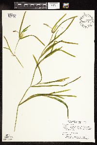 Potamogeton zosteriformis image