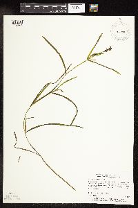 Potamogeton zosteriformis image