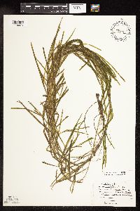 Potamogeton zosteriformis image