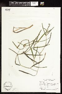 Potamogeton zosteriformis image