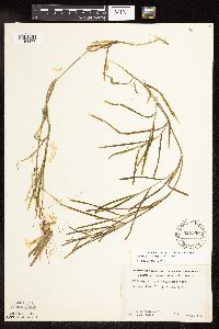 Pontederia cordata image
