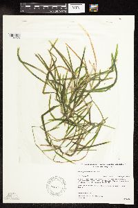 Potamogeton zosteriformis image