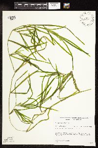 Potamogeton zosteriformis image
