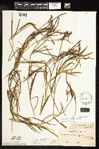Potamogeton zosteriformis image