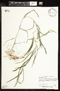 Potamogeton zosteriformis image