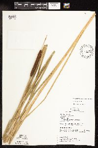 Media resource of Typha angustifolia