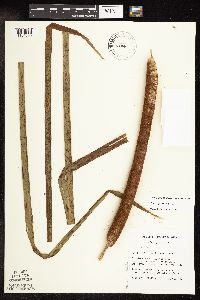 Typha x glauca image