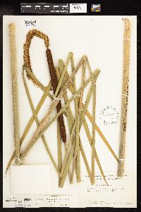 Typha x glauca image