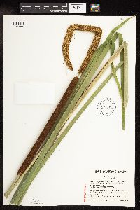 Typha x glauca image