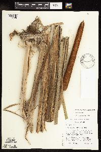 Typha x glauca image