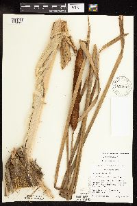 Typha x glauca image