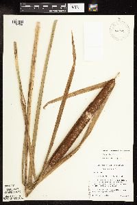 Typha x glauca image