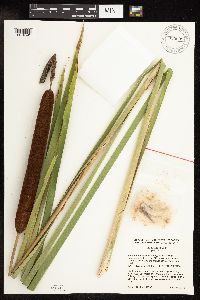 Typha x glauca image
