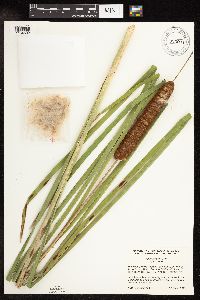 Typha x glauca image