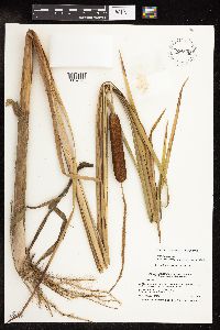 Typha x glauca image