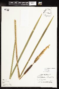 Typha x glauca image