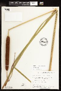 Typha x glauca image