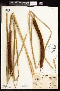 Typha x glauca image