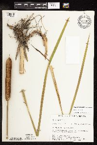 Typha x glauca image