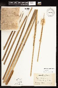 Typha x glauca image