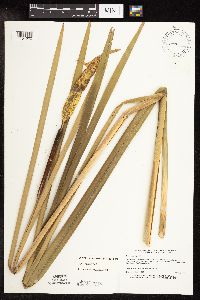 Typha x glauca image