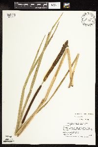 Typha x glauca image