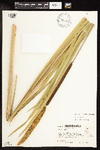 Typha x glauca image