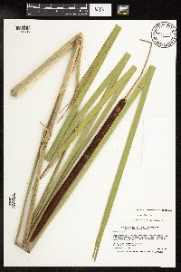 Typha x glauca image