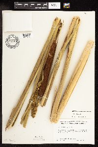 Typha x glauca image